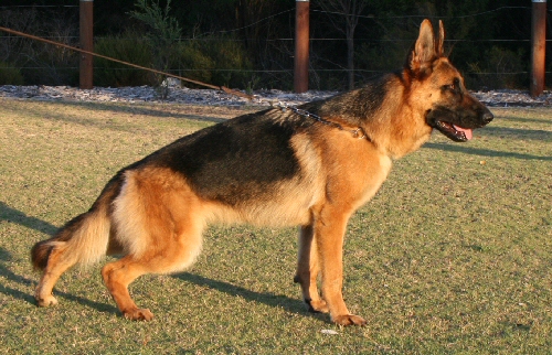 Boomba at 14 months